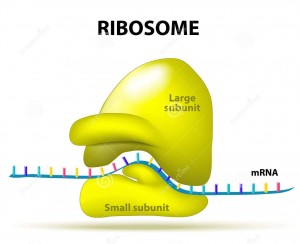 http://www.dreamstime.com/royalty-free-stock-images-ribosome-structure-interaction-mrna-image54691349