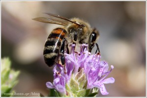 Επικονίαση στο θυμάρι από μέλισσα