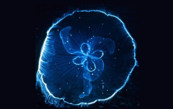 Moon Jellyfish. NOAA Florida Keys National Marine Sanctuary