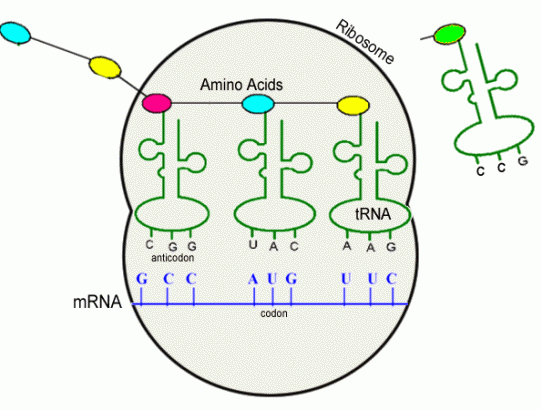 Μετάφραση του mRNA και ... Wordpress