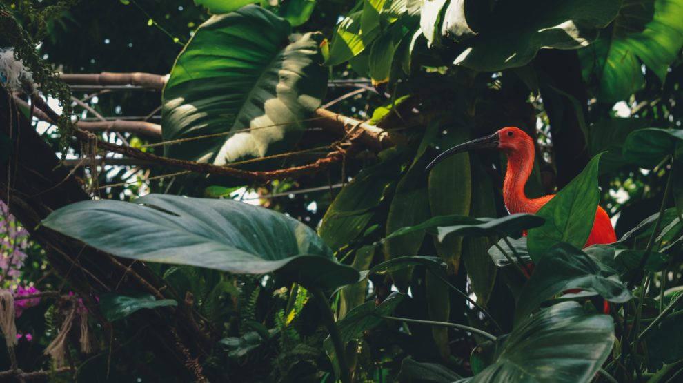 Εξερευνώντας την Χώρα των Wiki Wiki