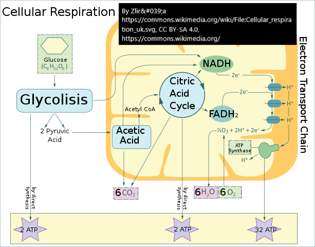 By Zlir'a - https://commons.wikimedia.org/wiki/File:Cellular_respiration_uk.svg, CC BY-SA 4.0, https://commons.wikimedia.org/w/index.php?curid=94754209