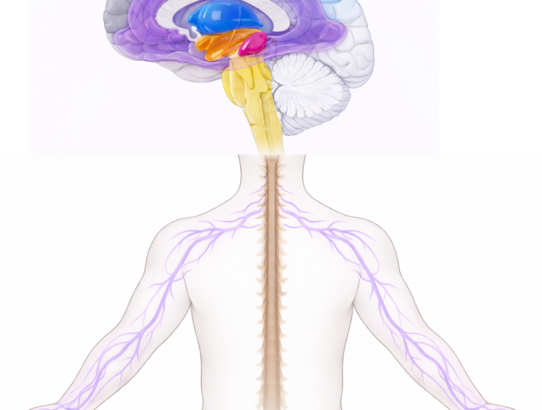 Η Τεχνητή Νοημοσύνη συναντά τη Βιολογία vol. 2: η πορεία ενός αισθητηριακού ερεθίσματος στο ΝΣ
