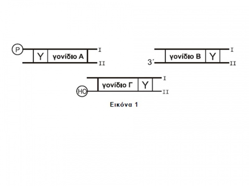 Αρχείο:Eikona2 esbiol.jpg