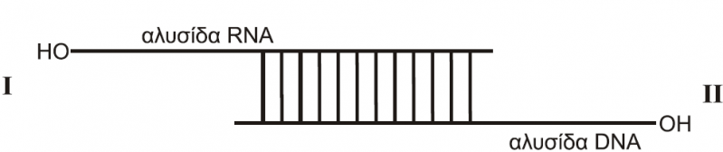 Αρχείο:Acntz 1.png